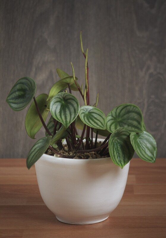 PEPEROMIA ARGYREIA
