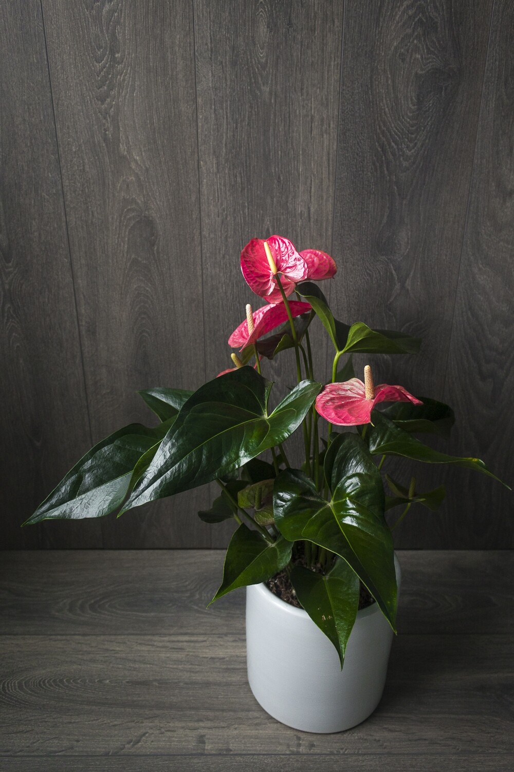 ANTHURIUM ANDREANUM