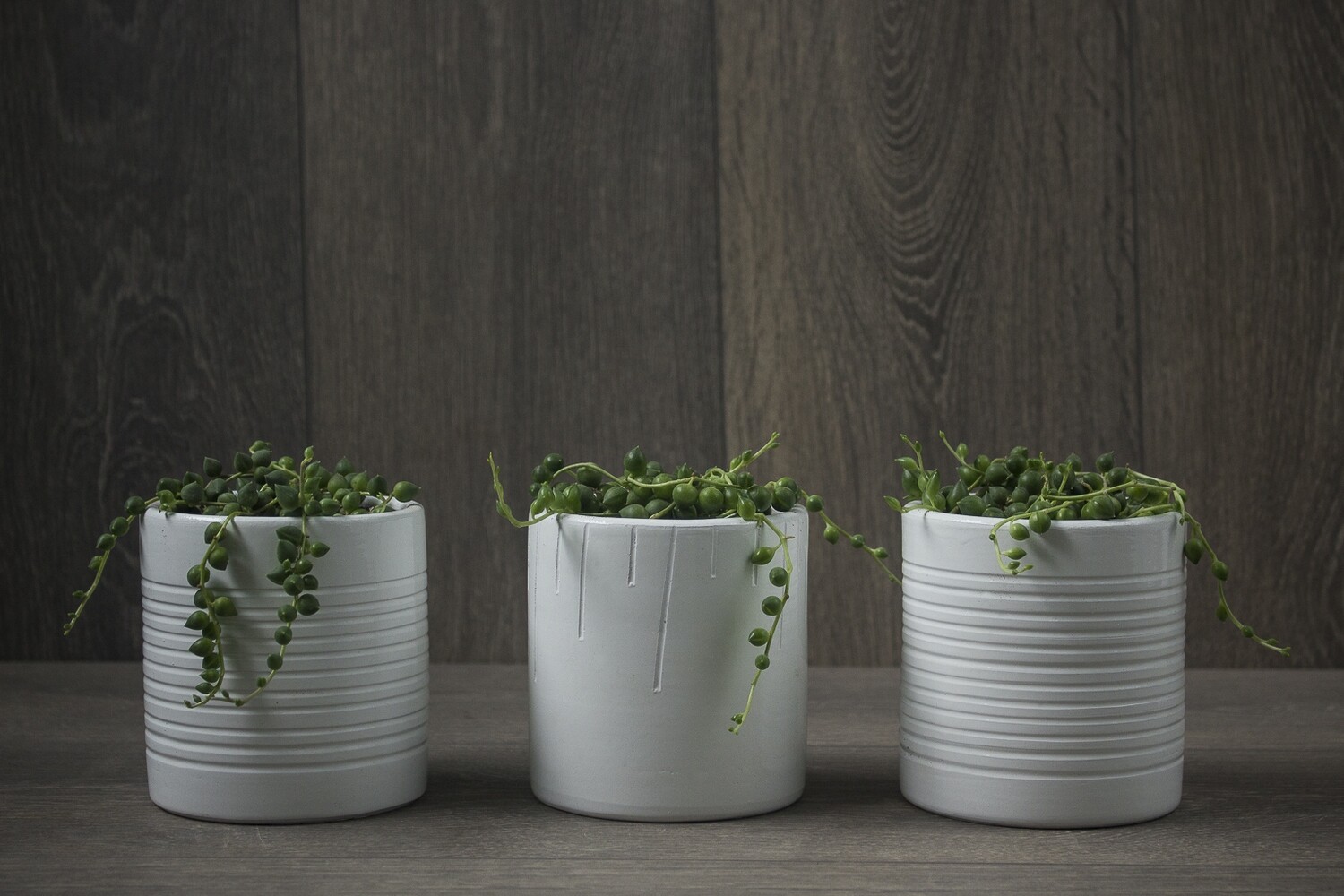 SENECIO ROWLEYANUS