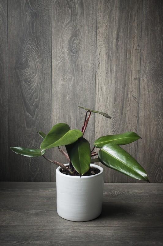 PHILODENDRON CONGO ROJO