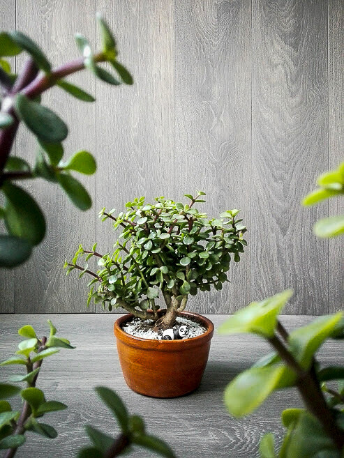 PORTULACARIA