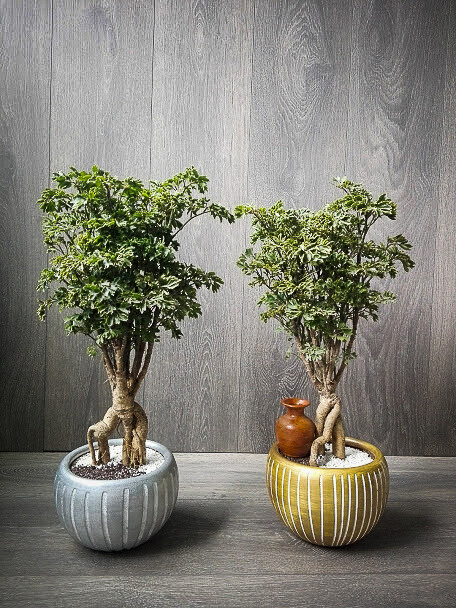 ARALIA BONSAI