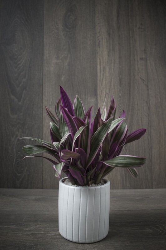 TRADESCANTIA SPATHACEA