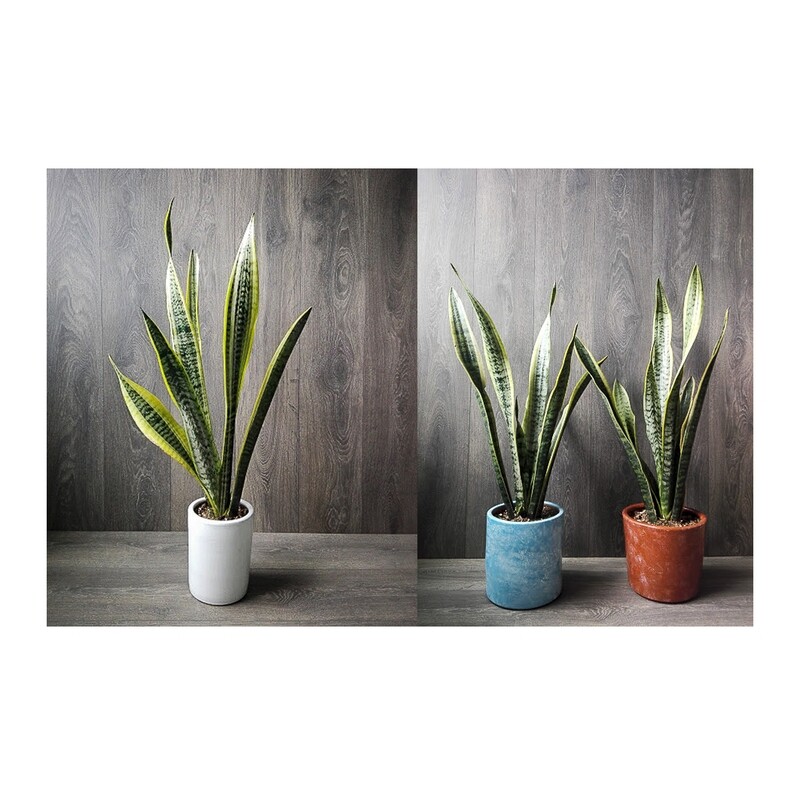SANSEVIERIA