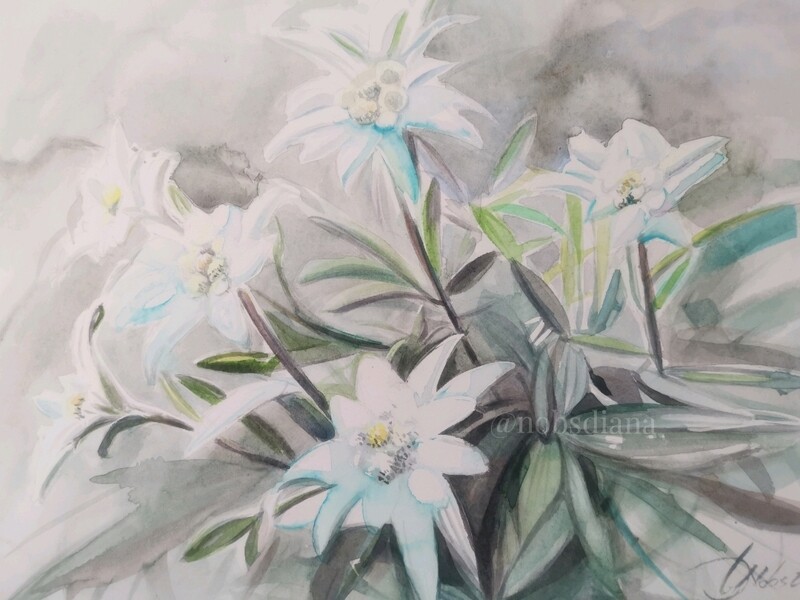 Beautiful Edelweiss | Fine ART PRINT