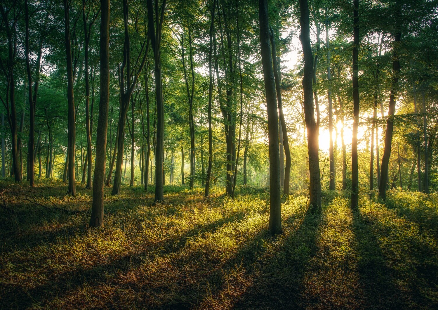 Quiet Woodland Quiet Woodland