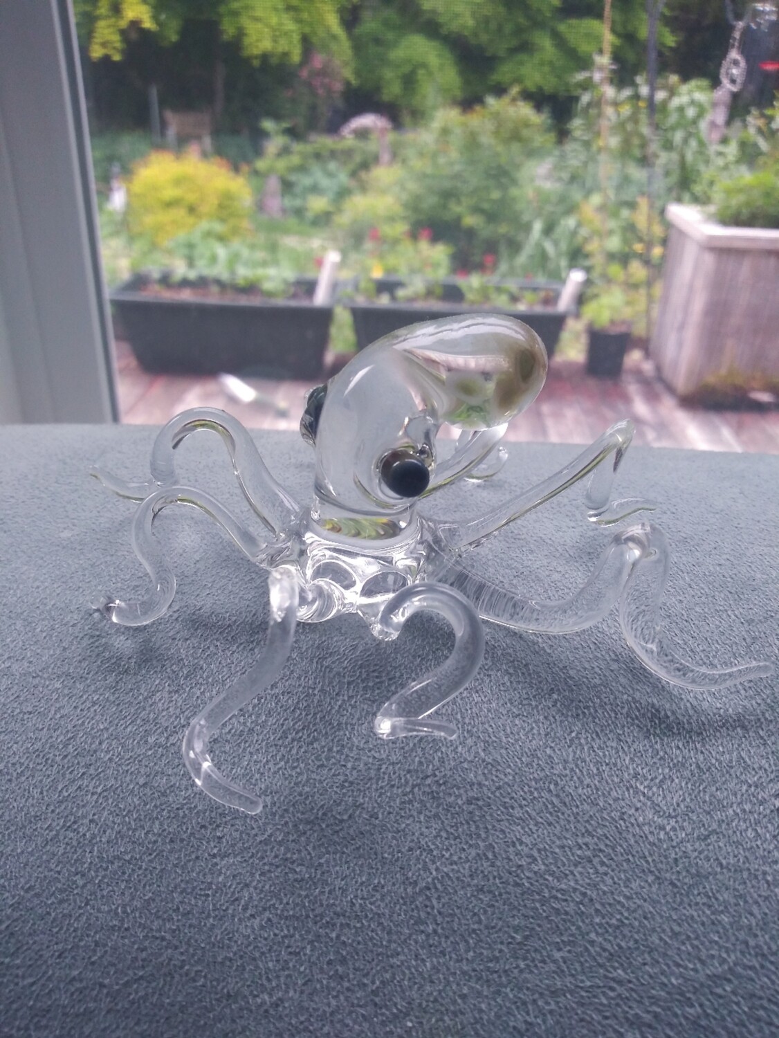 Clear octopus