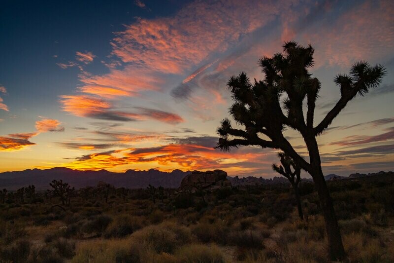 Sunset at Joshua Tree National Park