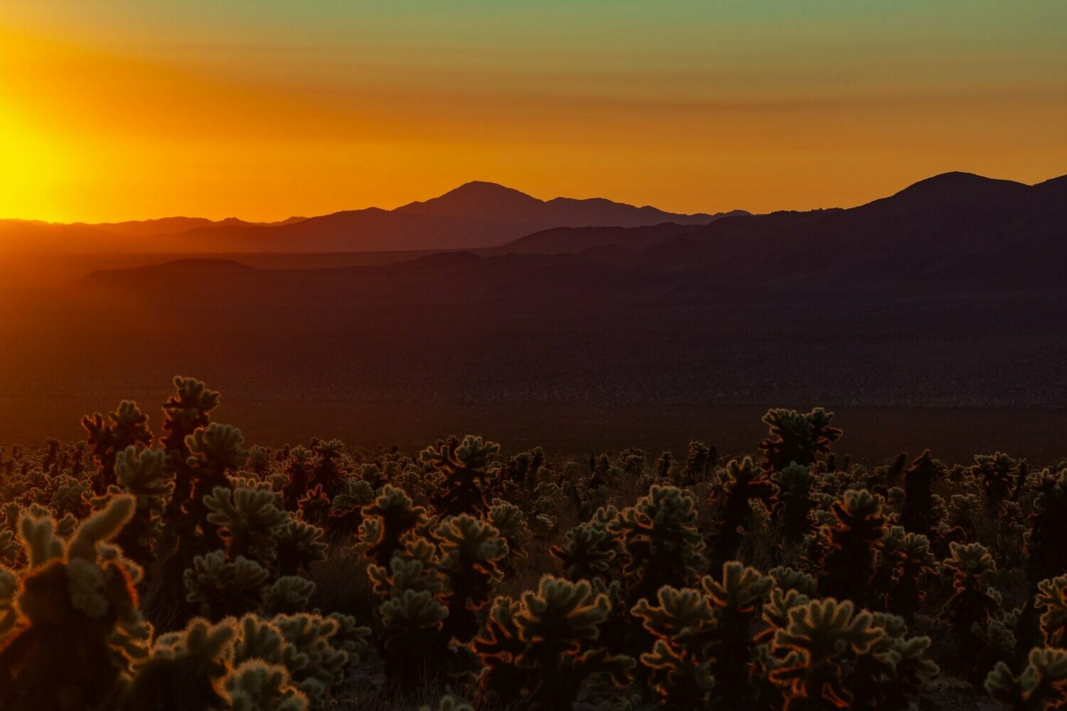 Sunrise at The Cholla Garden, JTNP