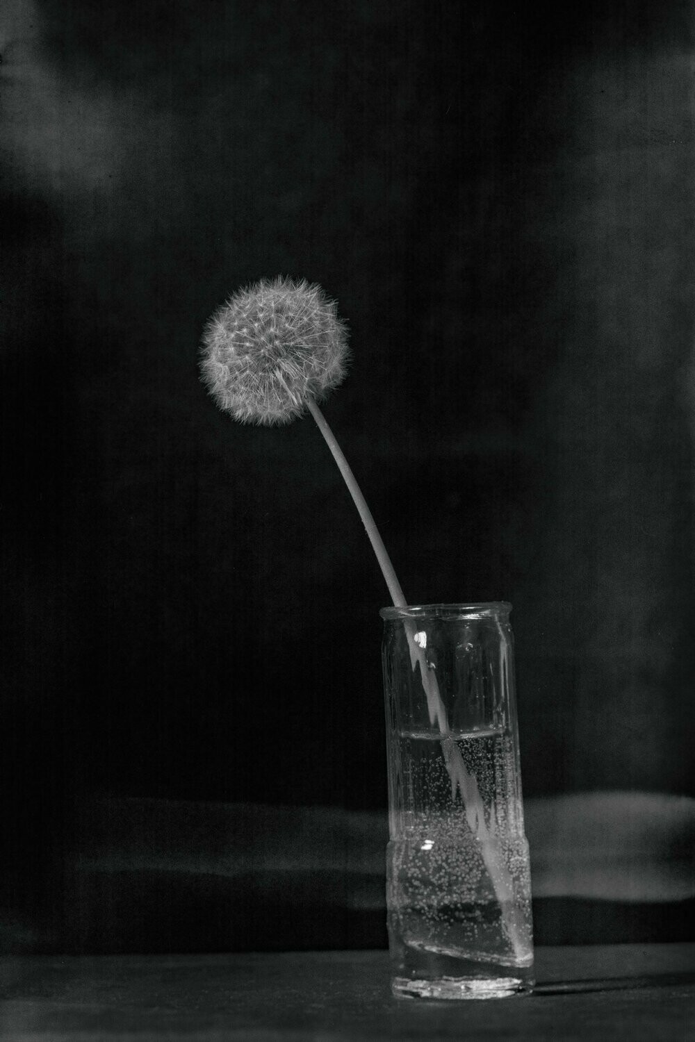 Dandelion by the Window