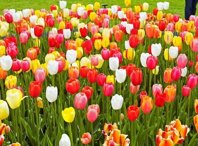 Sat 20th September 2025 Harrogate Flower Show @ Newby Hall Day Excursion