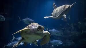 Tue 12th August 2025 The Deep @ Hull Day Excursion