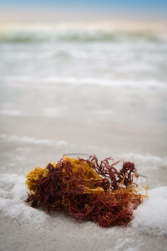 Raw Sea Moss