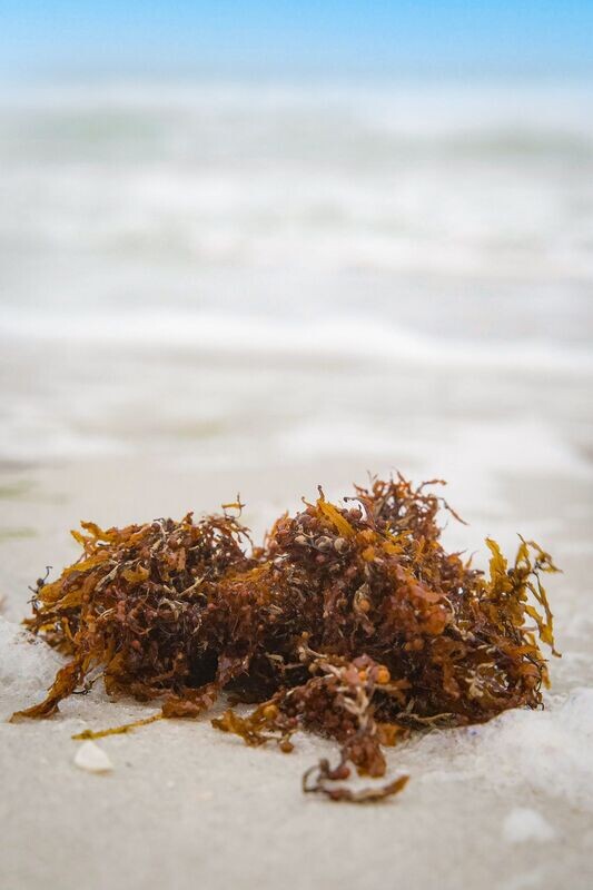 Raw Bladderwrack
