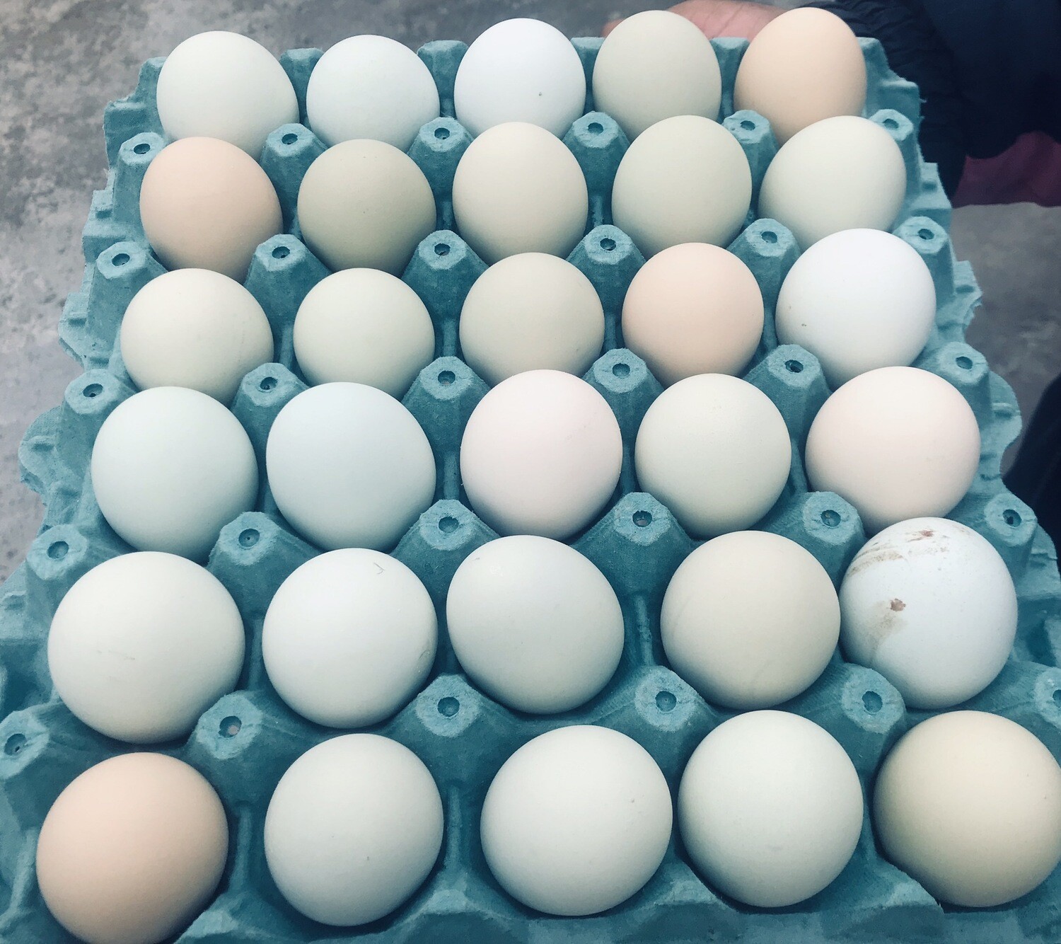 Huevos criollos