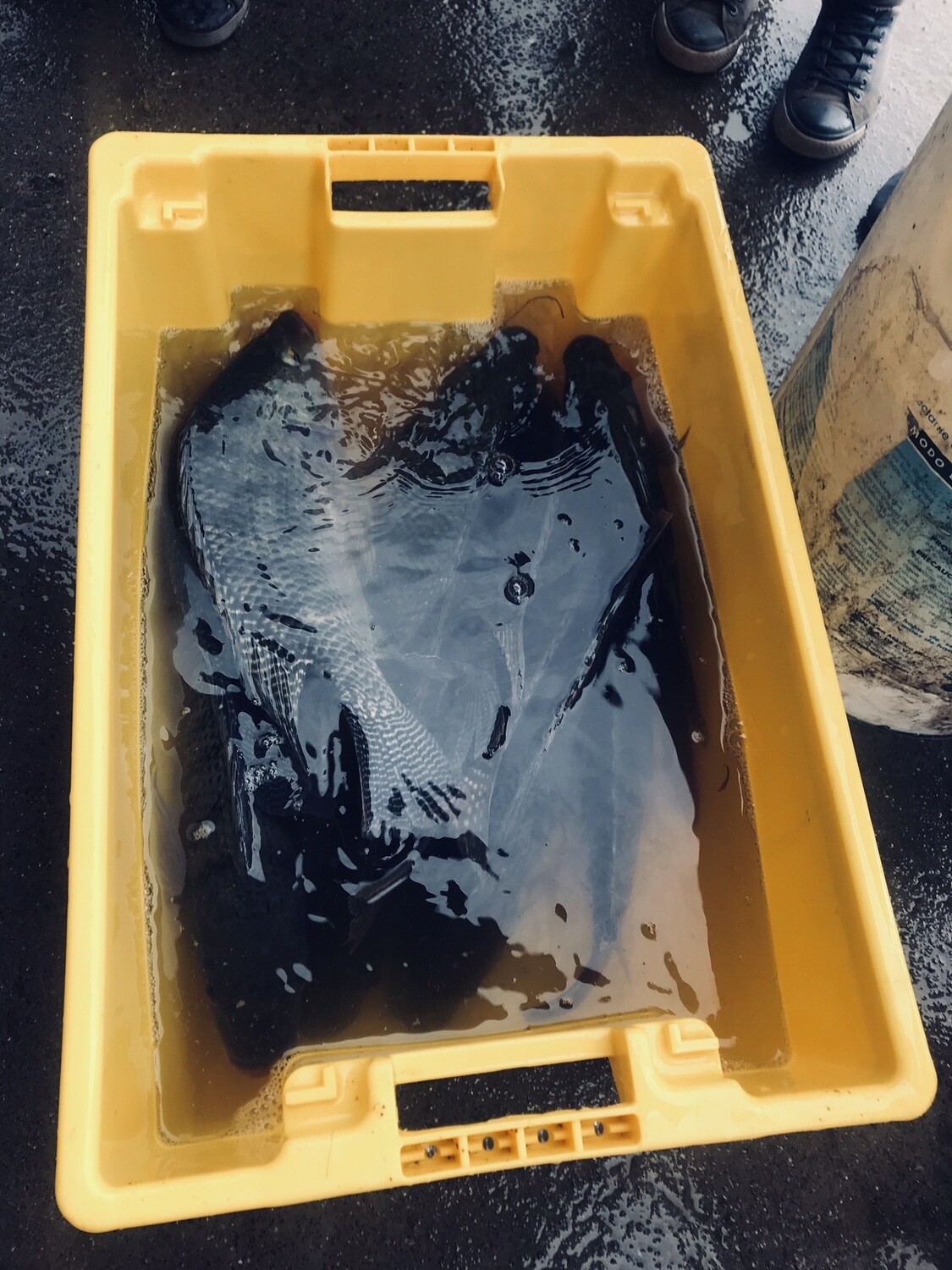 Tilapia por kilo