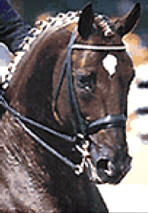 Jonggors Weyden