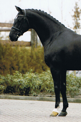 Negro