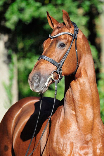 Vitalis