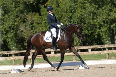 Working Age Horses