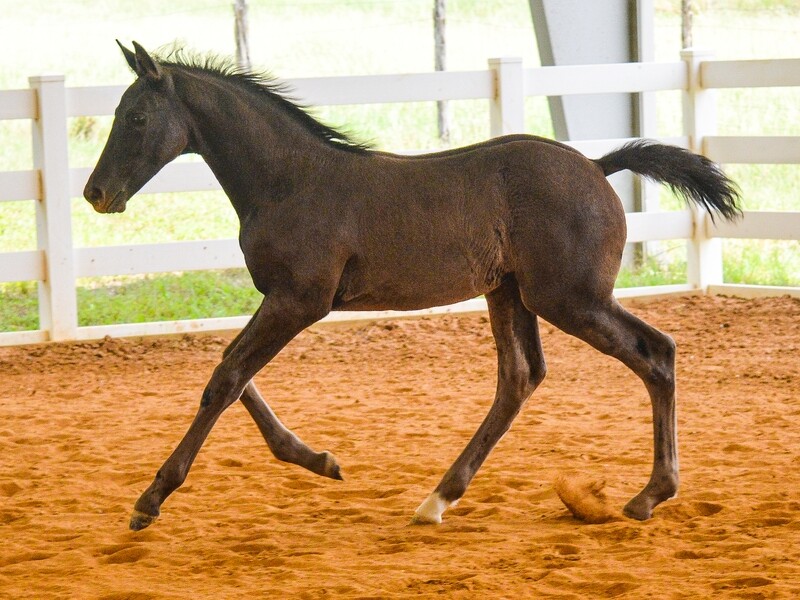 Octavia FFF