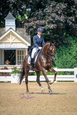 All First Flight Farm Horses