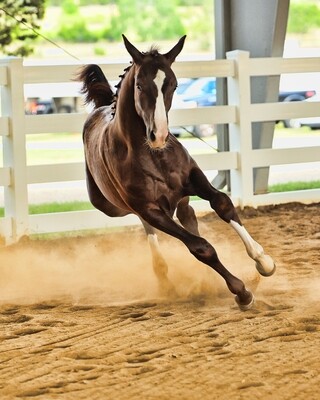 Sold Horses