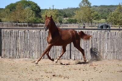 Young Horses