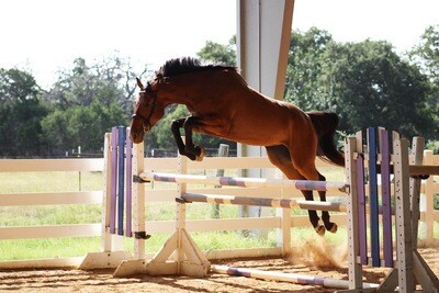 Horses for Sale