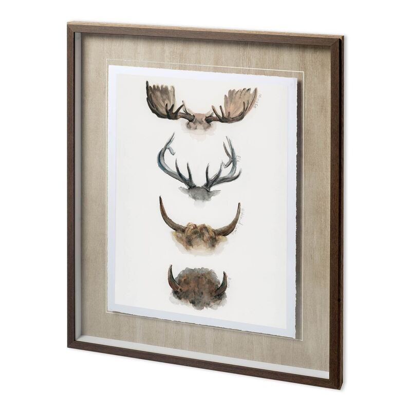 Horn & Tail Study I & II