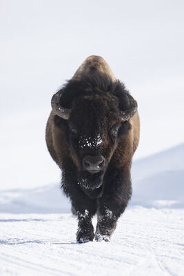 Determined