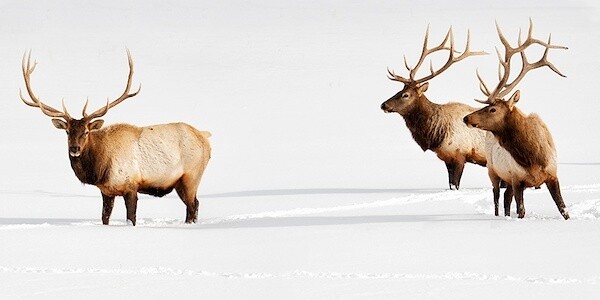 Three Bulls