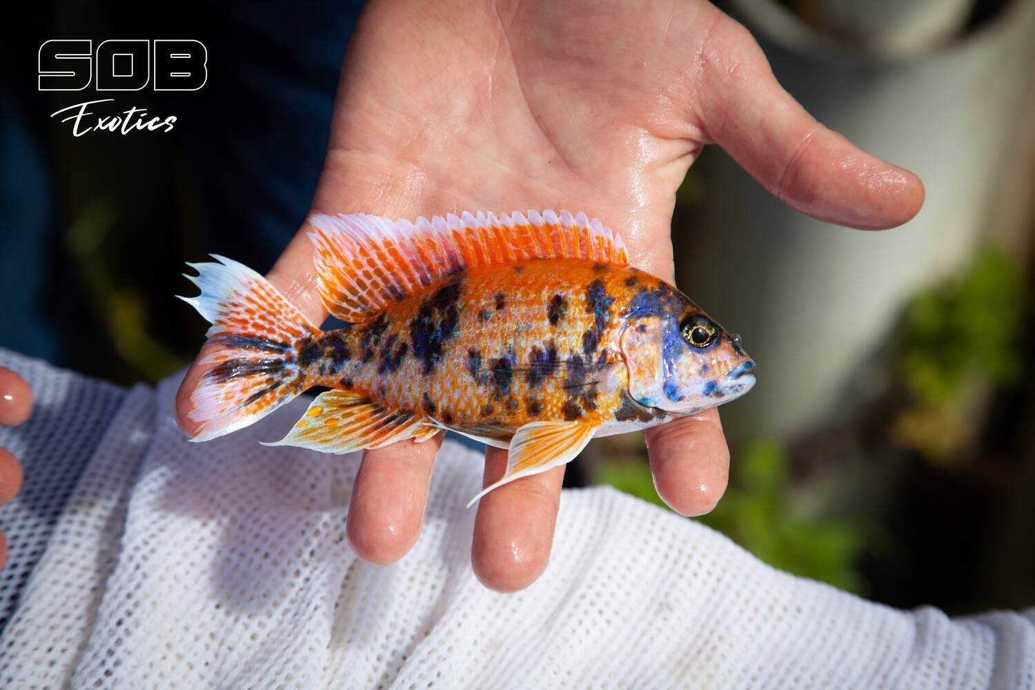 OB German Red Cichlid