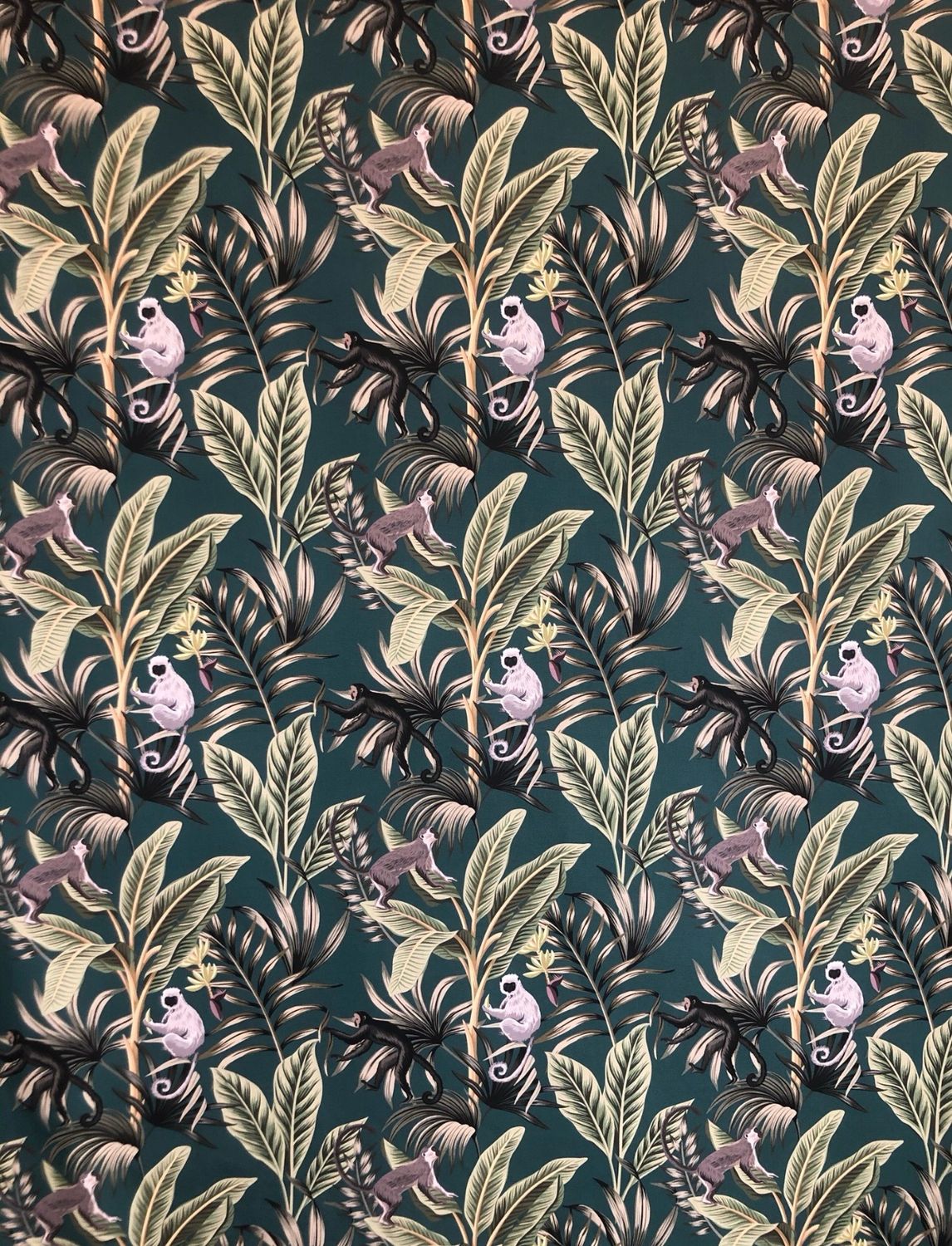 Safari