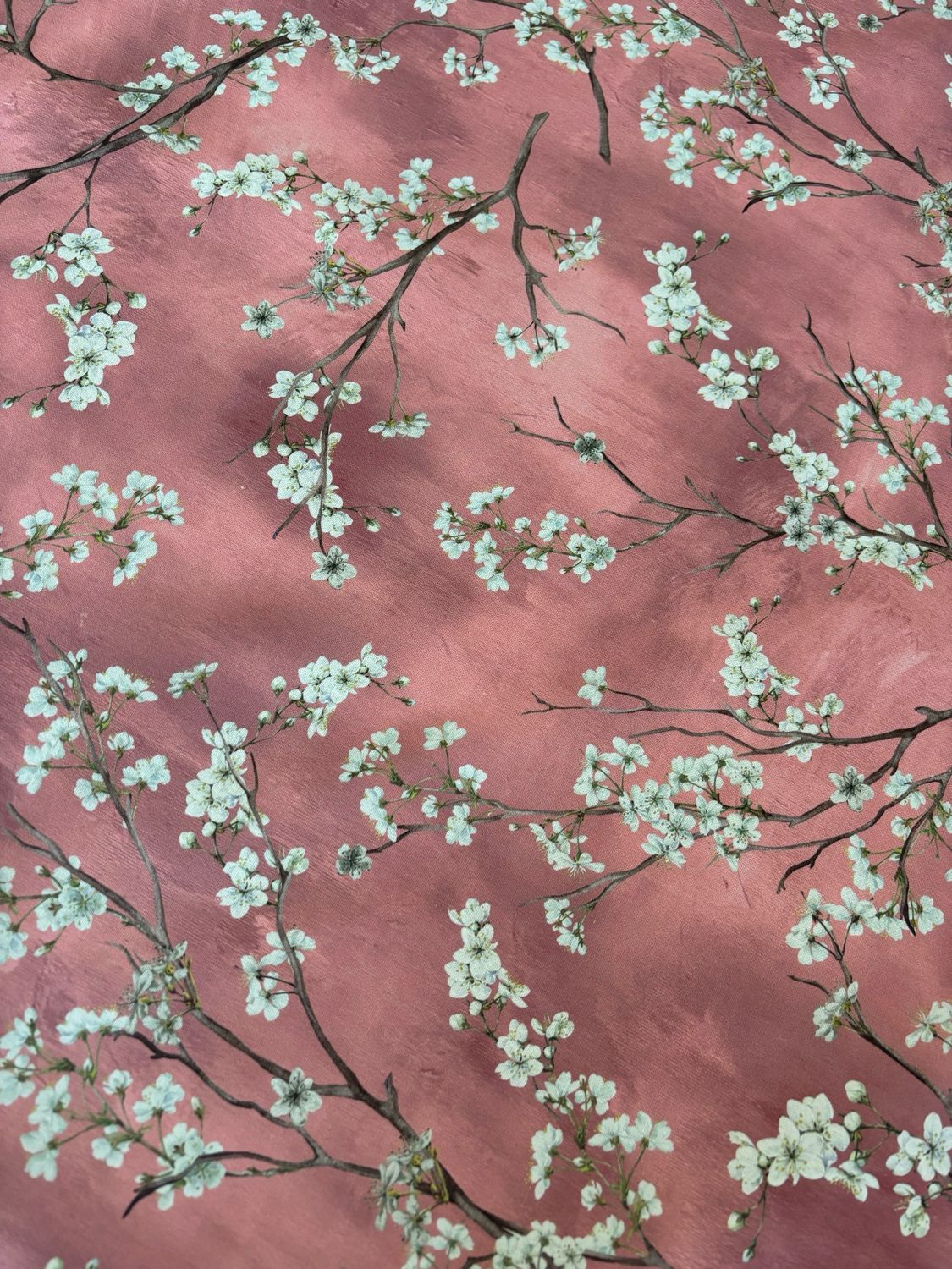 Fiori di Ciliegio