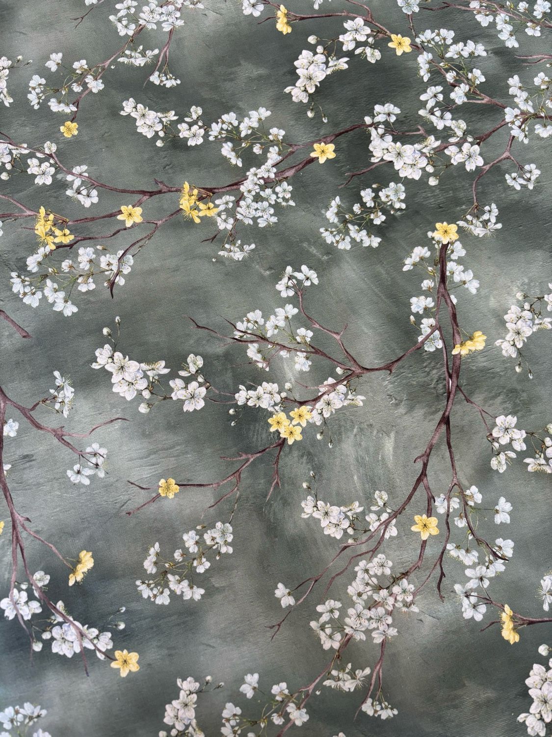 Fiori di Ciliegio