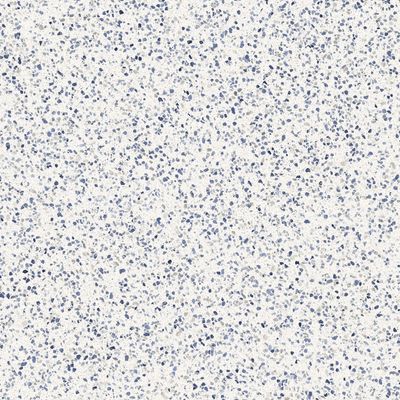 Shardis Macro Blue Matt R10 PTV36+