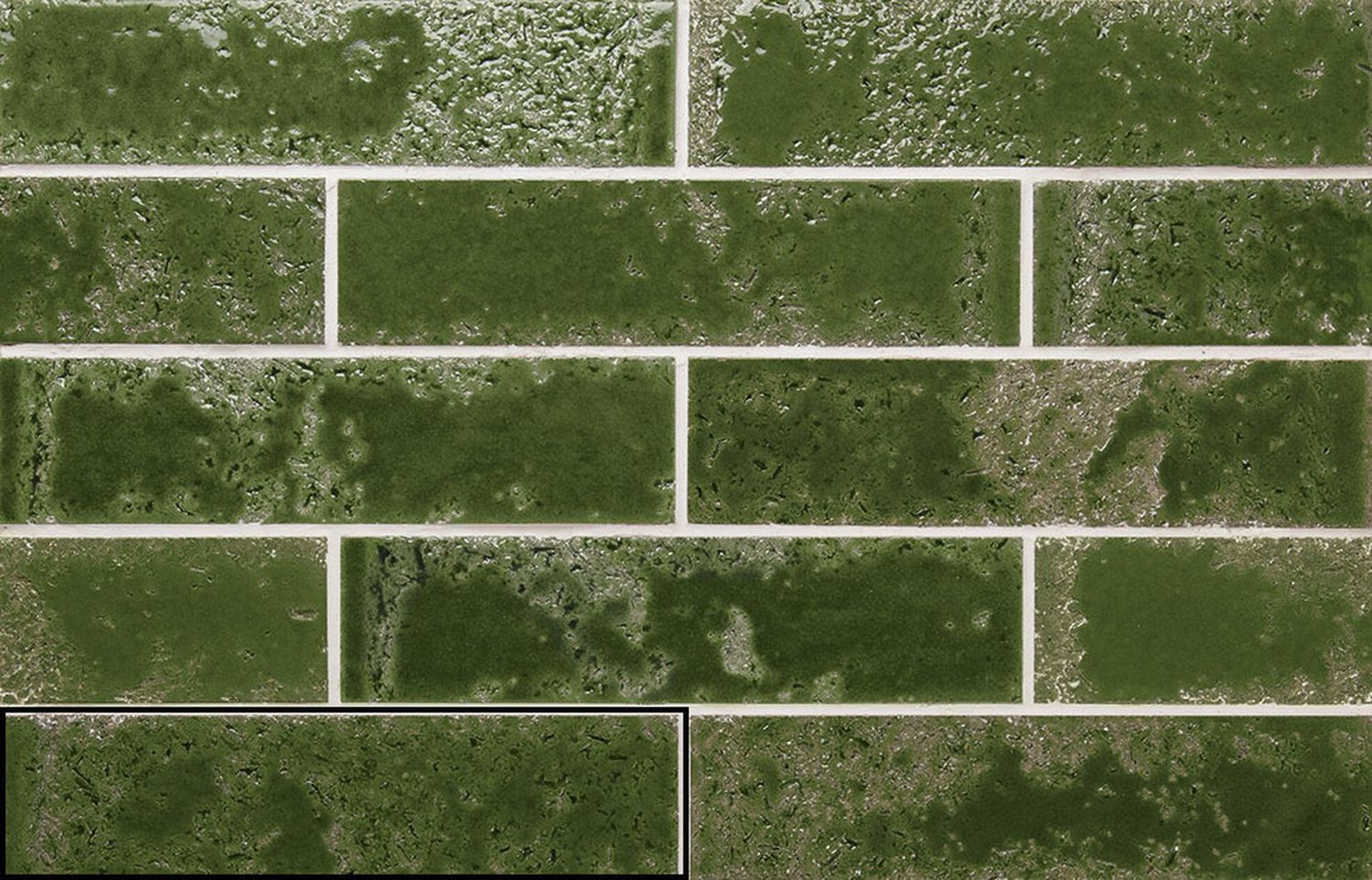 Bari Crocodile Green Bari Crocodile Green