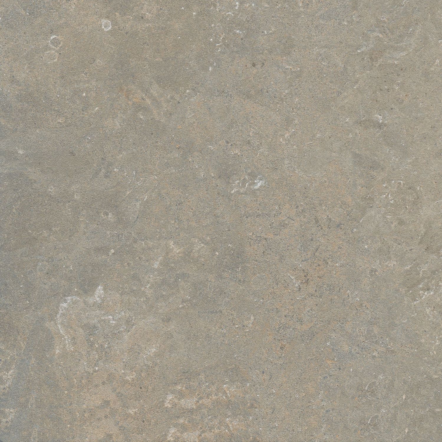 Nestera Fossil Nestera Fossil
