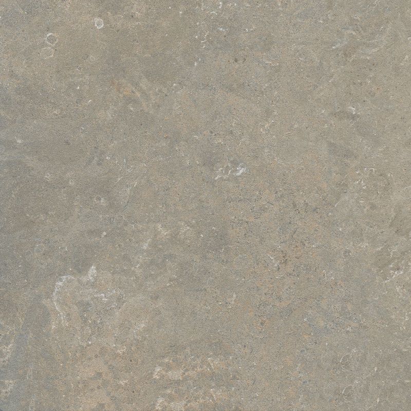 Nestera Fossil