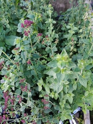 Fresh oregano(100 G)
