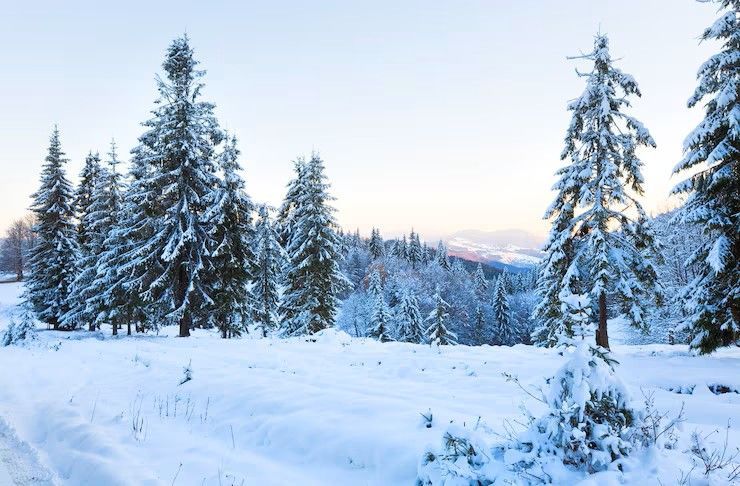Schneetraum