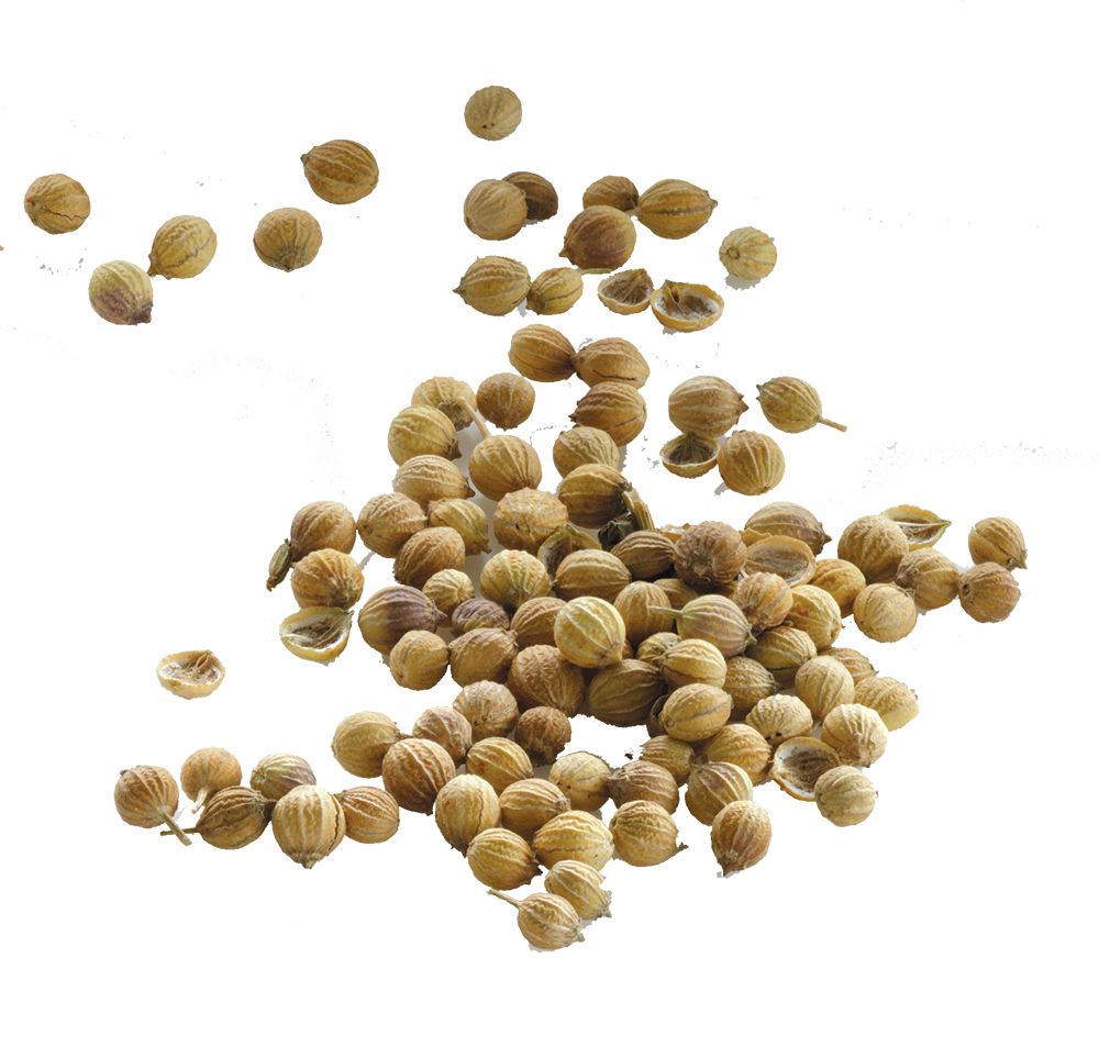Coriander Seeds