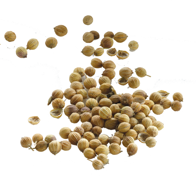 Coriander Seeds