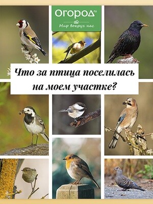 Птицы в саду - Гид. Огород.ru (Мир вокруг нас, № 1)