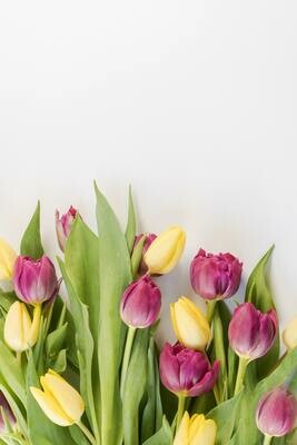 Spring Tulips (Limited time)