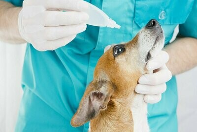 Pet Products