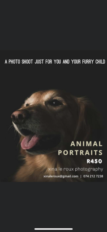 Pet Photo Shoots