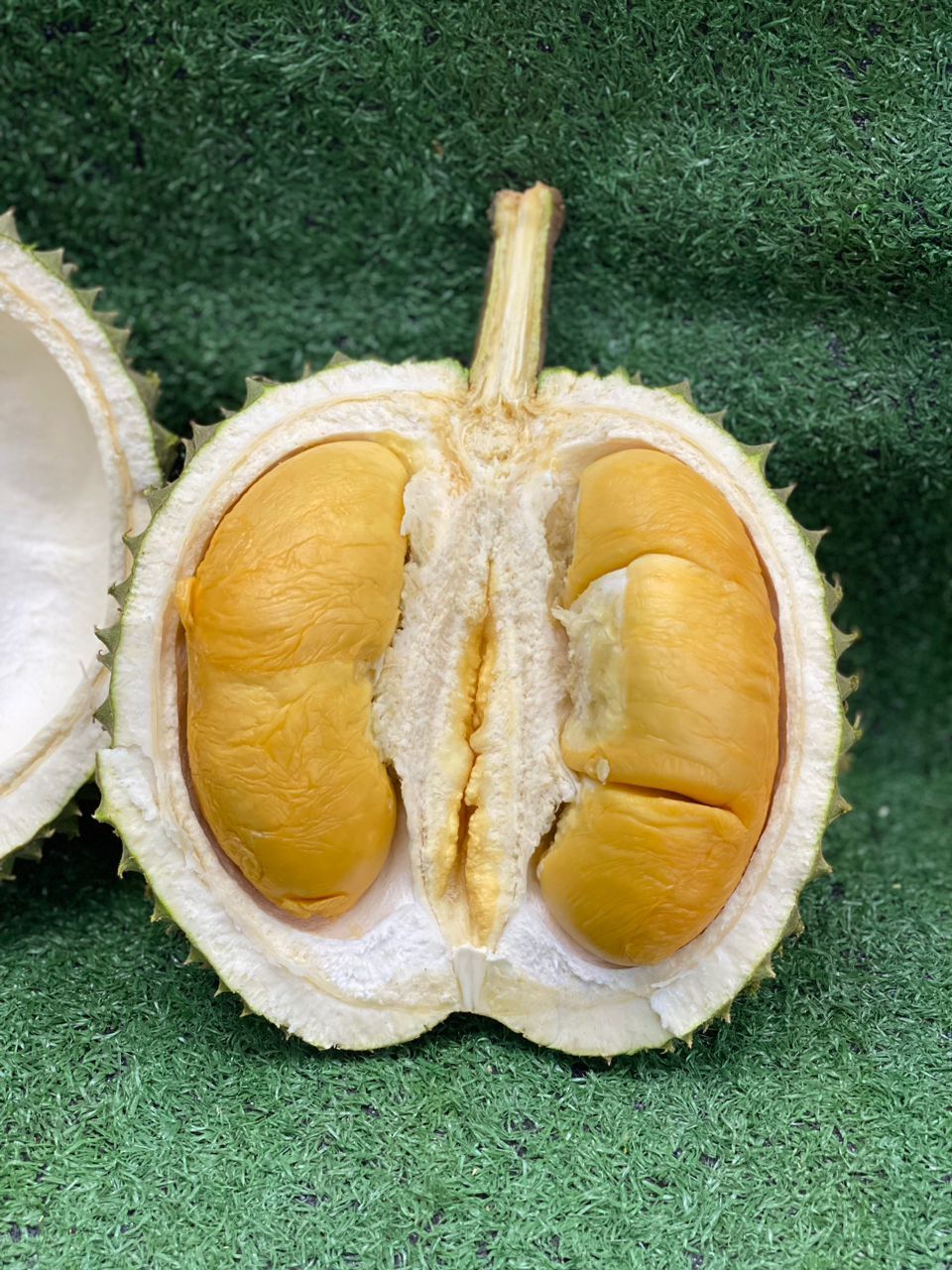 5KG FRESH Black Thorn 黑刺 5KG FRESH Black Thorn 黑刺