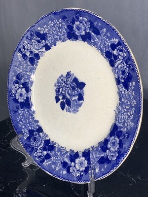 antq wild rose 10" plt